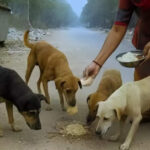 Faridabad housing society fines resident Rs 1.3 lakh for feeding stray dogs