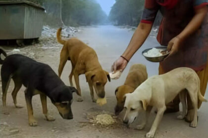 Faridabad housing society fines resident Rs 1.3 lakh for feeding stray dogs