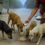 Faridabad housing society fines resident Rs 1.3 lakh for feeding stray dogs